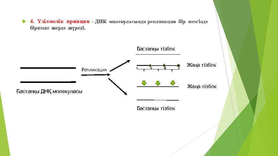  4. Үзілмелік принцип – ДНК молекуласында репликация бір мезгілде бірнеше жерде жүреді. Бастапқы