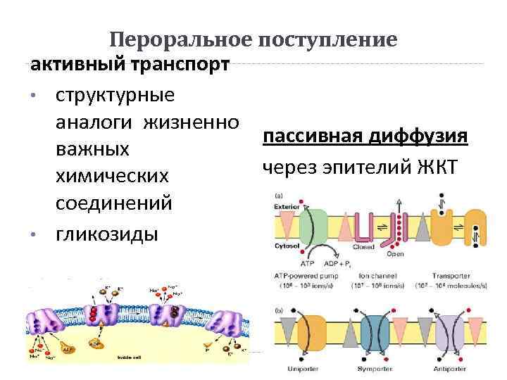 Пероральное поступление активный транспорт • структурные аналоги жизненно пассивная диффузия важных через эпителий ЖКТ