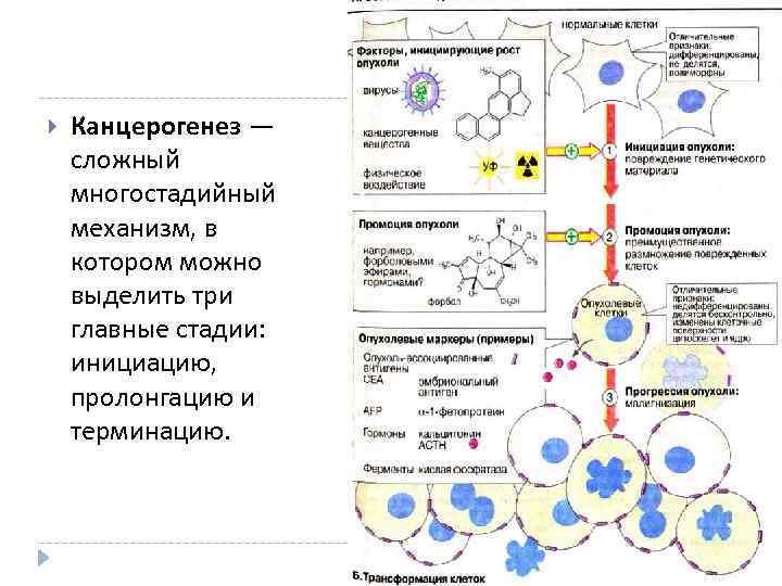  Канцерогенез — сложный многостадийный механизм, в котором можно выделить три главные стадии: инициацию,