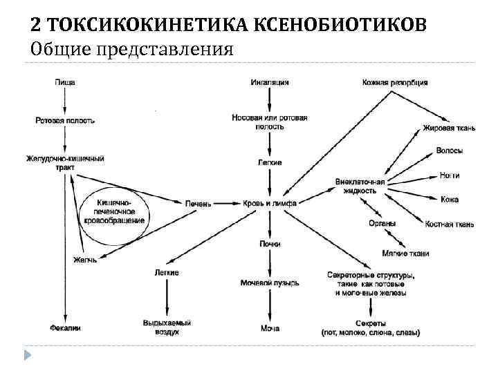 2 ТОКСИКОКИНЕТИКА КСЕНОБИОТИКОВ Общие представления 