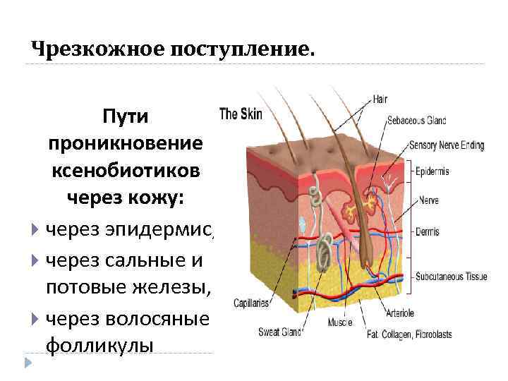 Чрезкожное поступление. Пути проникновение ксенобиотиков через кожу: через эпидермис, через сальные и потовые железы,