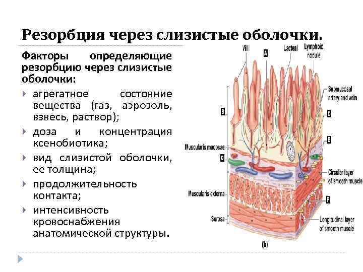 Резорбция через слизистые оболочки. Факторы определяющие резорбцию через слизистые оболочки: агрегатное состояние вещества (газ,