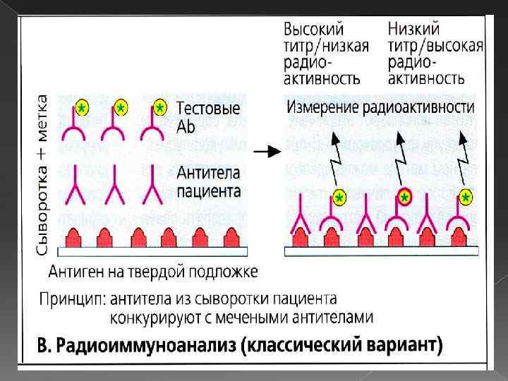 Радиоиммунный анализ схема