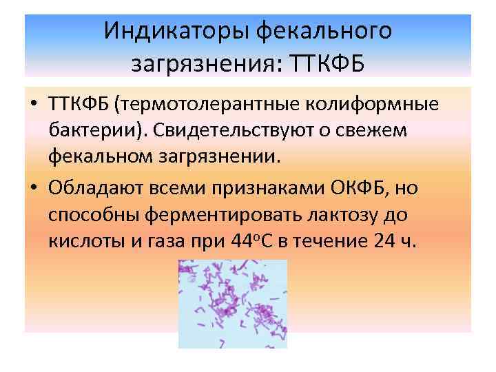 Индикаторы фекального загрязнения: ТТКФБ • ТТКФБ (термотолерантные колиформные бактерии). Свидетельствуют о свежем фекальном загрязнении.