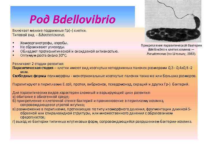 Род Bdellovibrio Включает мелкие подвижные Гр(–) клетки. Типовой вид - В. bacteriovorus. • •