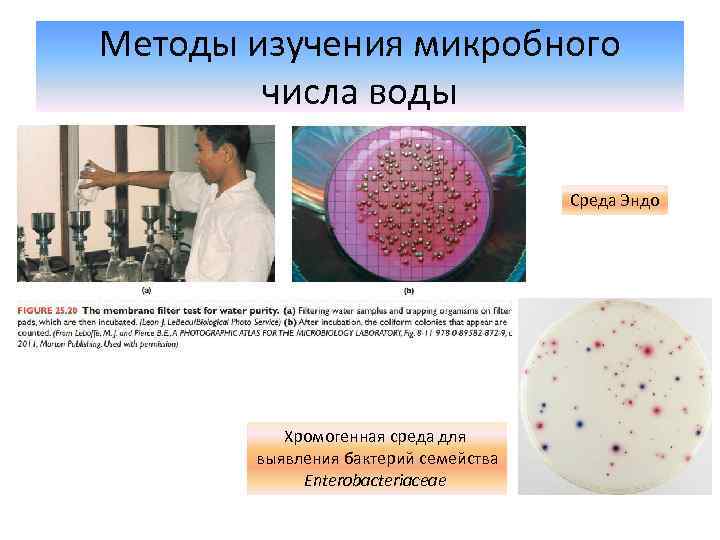 Методы изучения микробного числа воды Среда Эндо Хромогенная среда для выявления бактерий семейства Enterobacteriaceae
