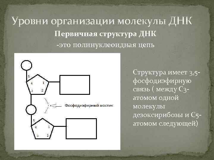 Уровни организации молекулы ДНК Первичная структура ДНК -это полинуклеоидная цепь Структура имеет 3, 5