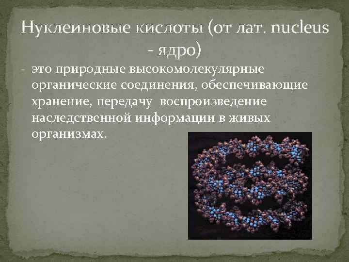 Нуклеиновые кислоты (от лат. nucleus - ядро) - это природные высокомолекулярные органические соединения, обеспечивающие