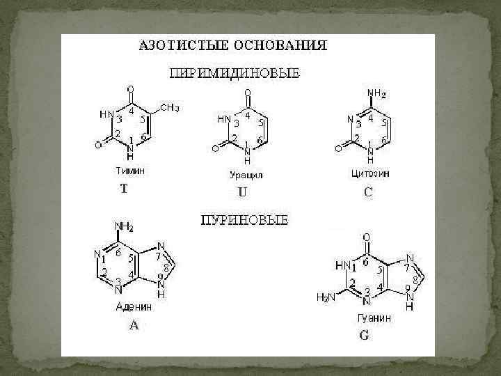 В днк входят азотистые основания. Цитозин и урацил формулы. Мажорные пиримидиновые основания. Урацил Тимин цитозин формулы. Урацил структурная формула.