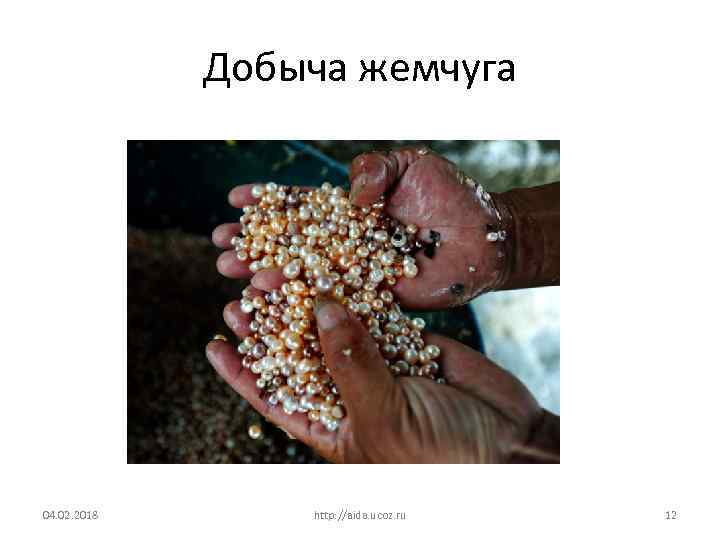 Добыча жемчуга 04. 02. 2018 http: //aida. ucoz. ru 12 