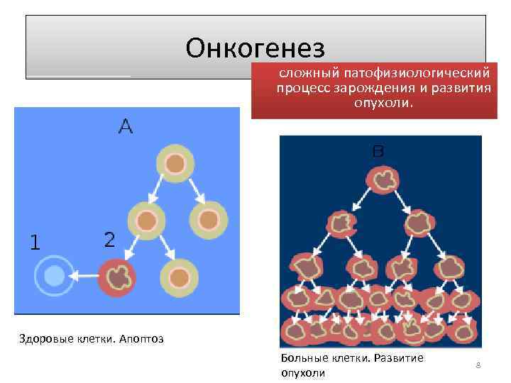 2 что такое апоптоз клетки и какого его биологическое значение