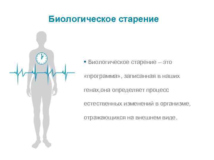 Биологическое старение • Биологическое старение – это «программа» , записанная в наших генах, она