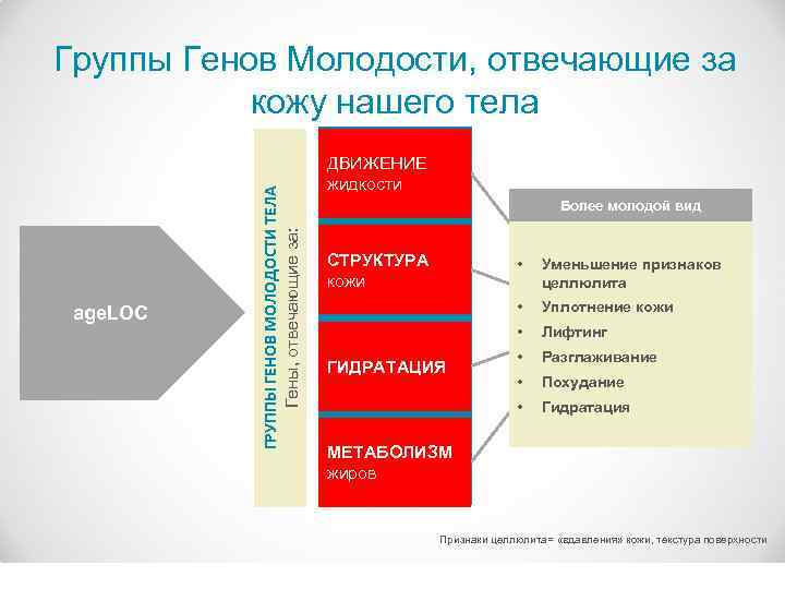 age. LOC ГРУППЫ ГЕНОВ МОЛОДОСТИ ТЕЛА Гены, отвечающие за: Группы Генов Молодости, отвечающие за