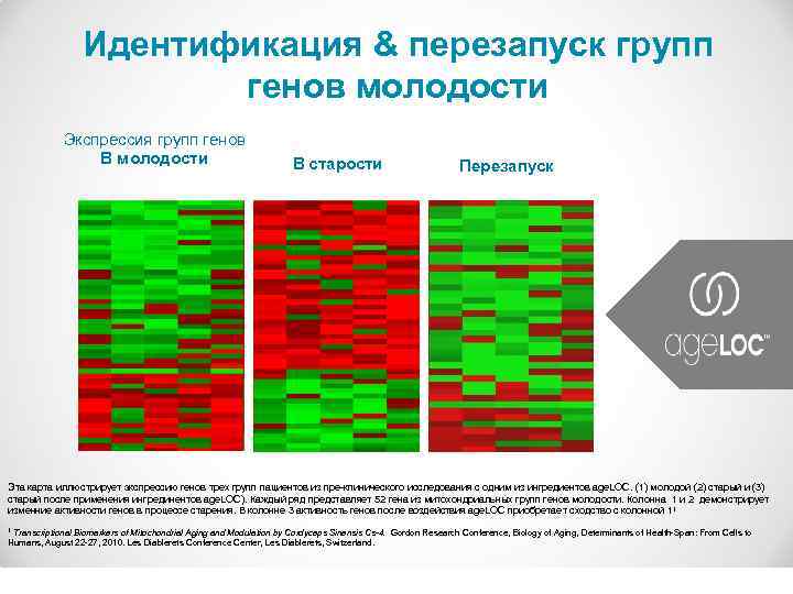 Идентификация & перезапуск групп генов молодости Экспрессия групп генов В молодости В старости Перезапуск