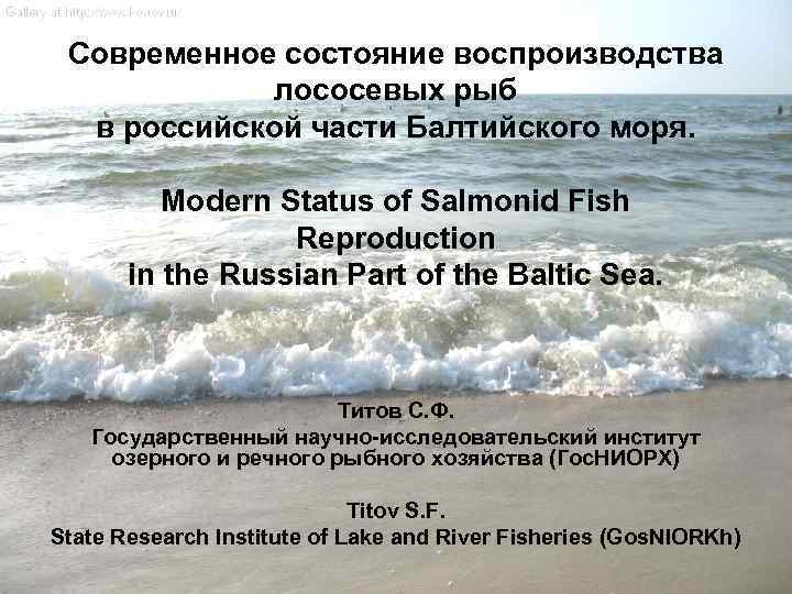 Современное состояние воспроизводства лососевых рыб в российской части Балтийского моря. Modern Status of Salmonid