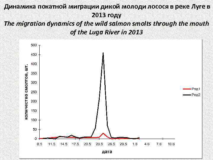 Динамика покатной миграции дикой молоди лосося в реке Луге в 2013 году The migration