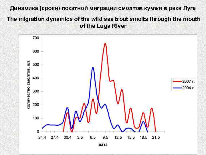 Динамика (сроки) покатной миграции смолтов кумжи в реке Луга The migration dynamics of the