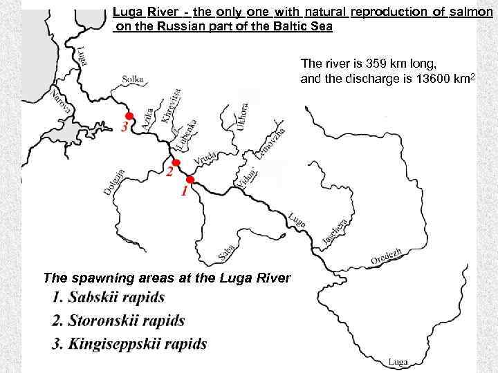 Luga River - the only one with natural reproduction of salmon on the Russian