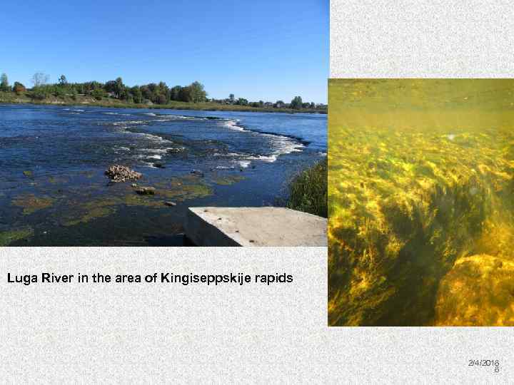 Luga River in the area of Kingiseppskije rapids 2/4/2018 8 