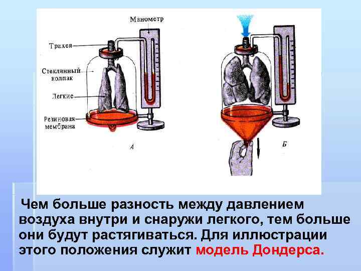 Чем больше разность между давлением воздуха внутри и снаружи легкого, тем больше они будут