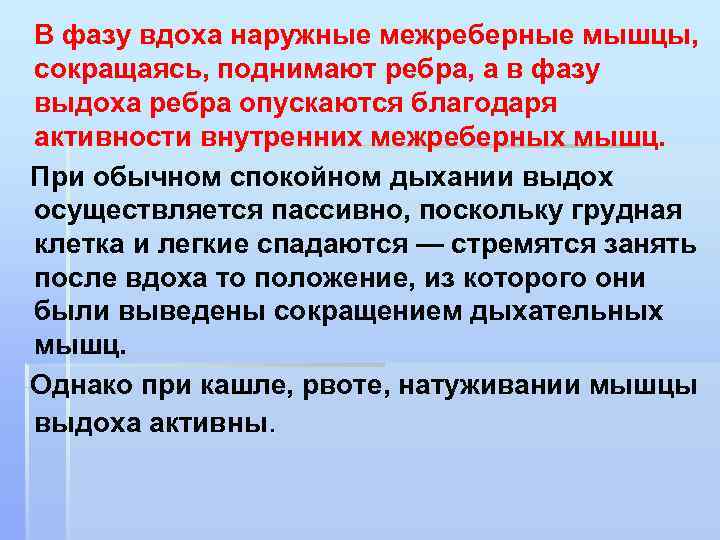 В фазу вдоха наружные межреберные мышцы, сокращаясь, поднимают ребра, а в фазу выдоха ребра