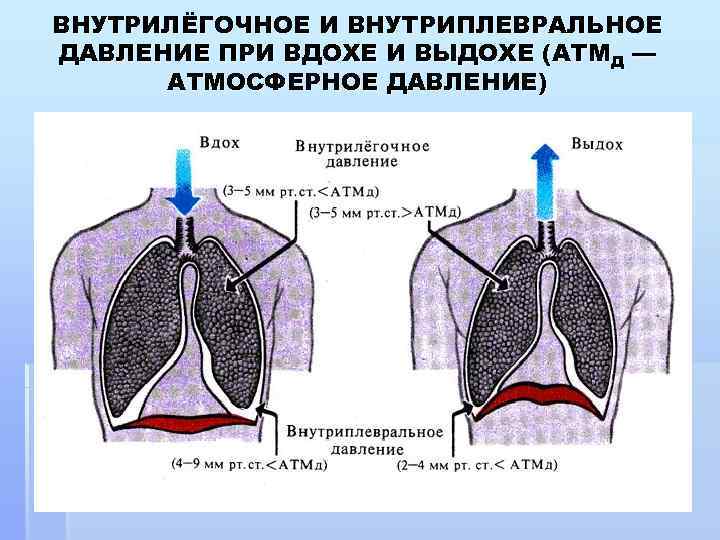 ВНУТРИЛЁГОЧНОЕ И ВНУТРИПЛЕВРАЛЬНОЕ ДАВЛЕНИЕ ПРИ ВДОХЕ И ВЫДОХЕ (АТМД — АТМОСФЕРНОЕ ДАВЛЕНИЕ) 