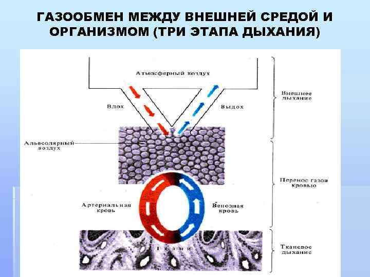 ГАЗООБМЕН МЕЖДУ ВНЕШНЕЙ СРЕДОЙ И ОРГАНИЗМОМ (ТРИ ЭТАПА ДЫХАНИЯ) 