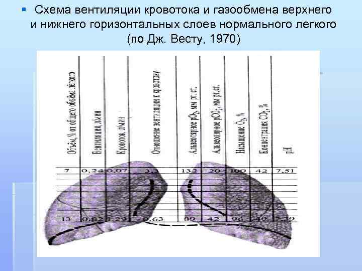 § Схема вентиляции кровотока и газообмена верхнего и нижнего горизонтальных слоев нормального легкого (по