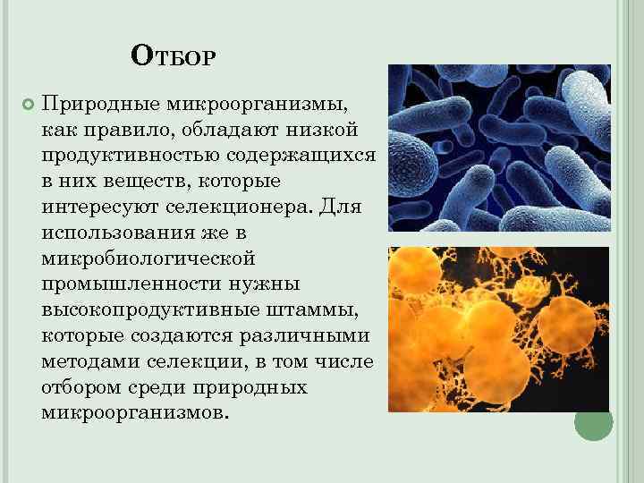 ОТБОР Природные микроорганизмы, как правило, обладают низкой продуктивностью содержащихся в них веществ, которые интересуют