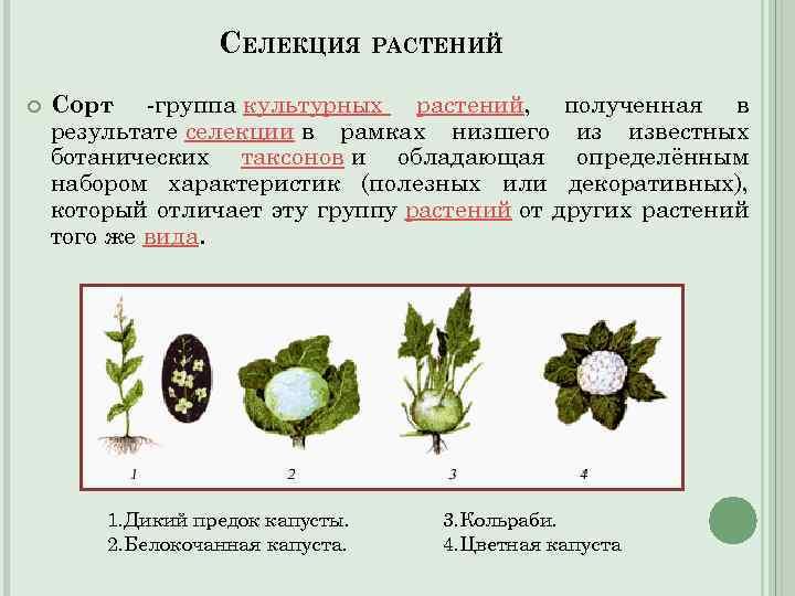Названия сортов растений