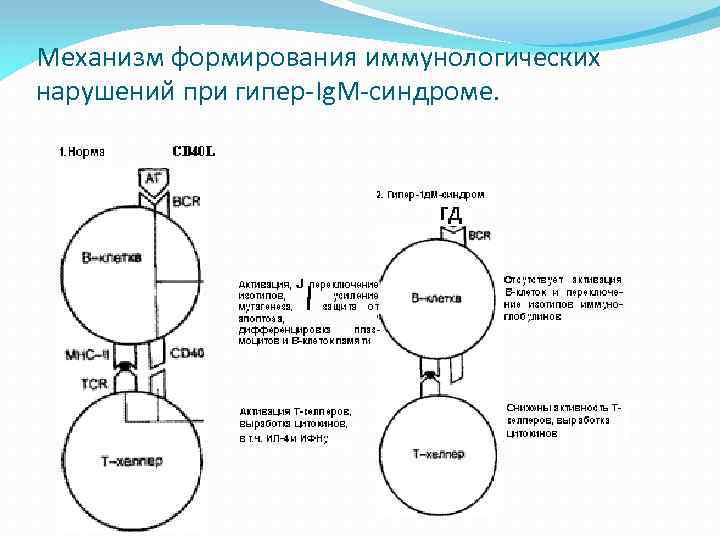 Механизм формирования иммунологических нарушений при гипер-Ig. M-синдроме. 