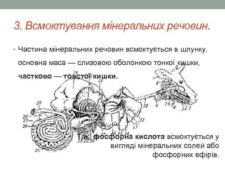 3. Всмоктування мінеральних речовин. • Частина мінеральних речовин всмоктується в шлунку, основна маса —