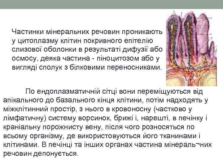 Частинки мінеральних речовин проникають у цитоплазму клітин покривного епітелію слизової оболонки в результаті дифузії