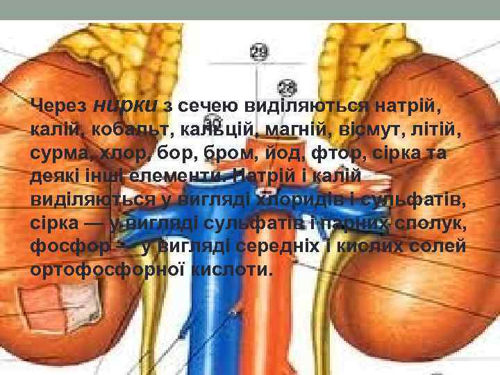 Через нирки з сечею виділяються натрій, калій, кобальт, кальцій, магній, вісмут, літій, сурма, хлор,