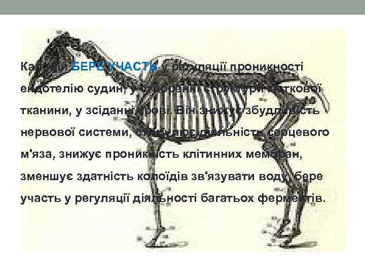 Кальцій БЕРЕ УЧАСТЬ у регуляції проникності ендотелію судин, у створенні структури кісткової тканини, у