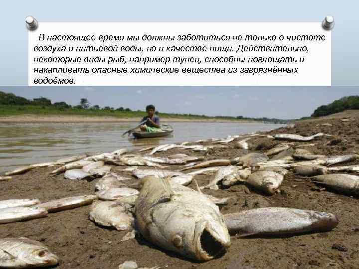 В настоящее время мы должны заботиться не только о чистоте воздуха и питьевой воды,
