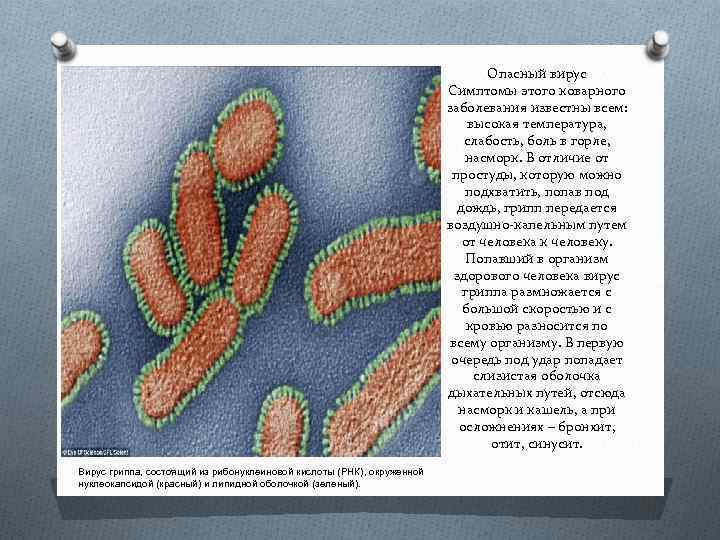 Опасный вирус Симптомы этого коварного заболевания известны всем: высокая температура, слабость, боль в горле,