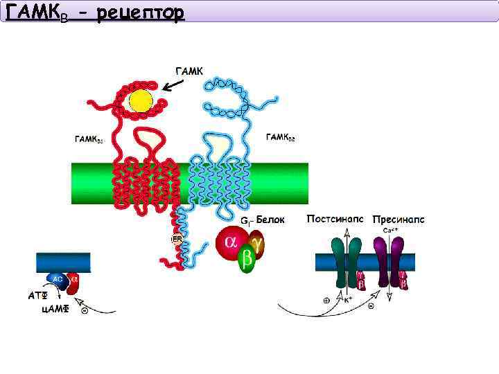 ГАМКВ - рецептор 