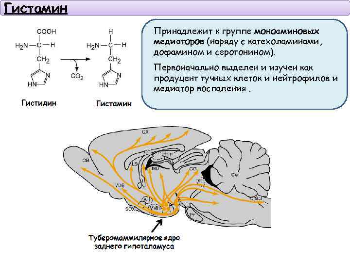 Гистамин Принадлежит к группе моноаминовых медиаторов (наряду с катехоламинами, дофамином и серотонином). Первоначально выделен