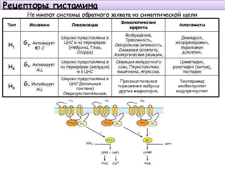 Рецепторы гистамина Не имеют системы обратного захвата из синаптической щели Тип Механизм H 1