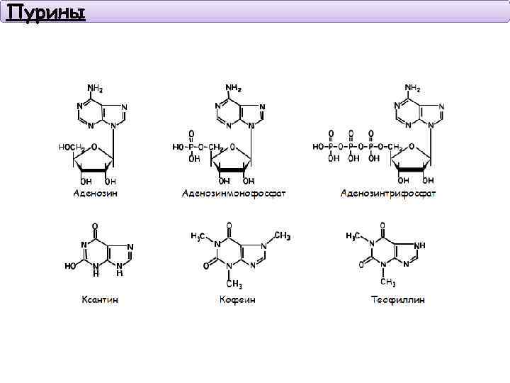 Пурины 