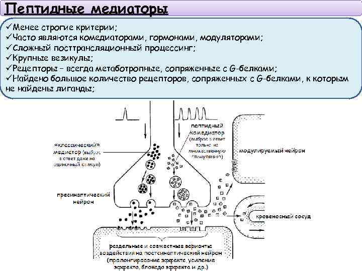 Пептидные медиаторы üМенее строгие критерии; üЧасто являются комедиаторами, гормонами, модуляторами; üСложный посттрансляционный процессинг; üКрупные
