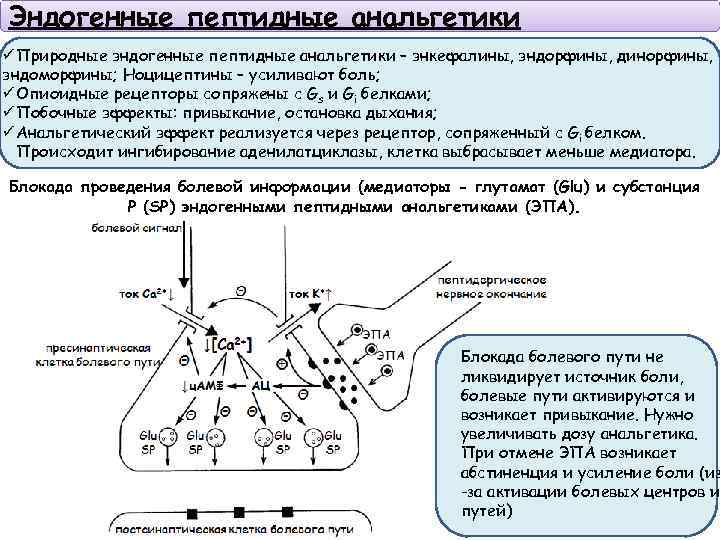 Эндогенные пептидные анальгетики ü Природные эндогенные пептидные анальгетики – энкефалины, эндорфины, динорфины, эндоморфины; Ноцицептины