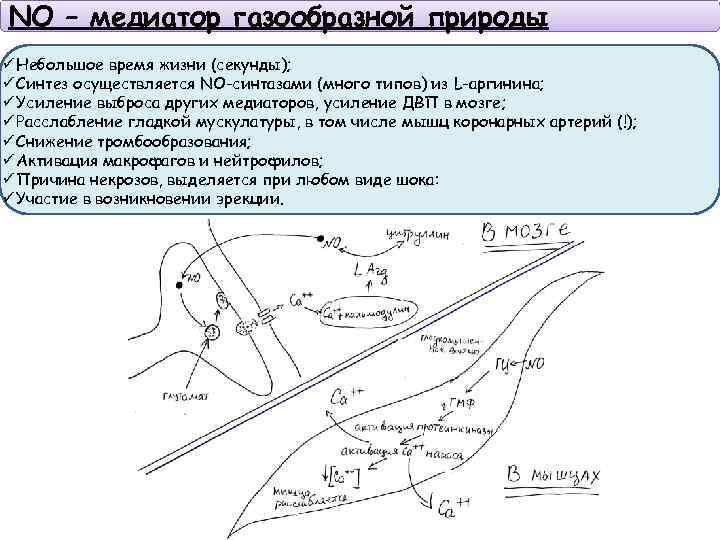 NO – медиатор газообразной природы ü Небольшое время жизни (секунды); ü Синтез осуществляется NO-синтазами
