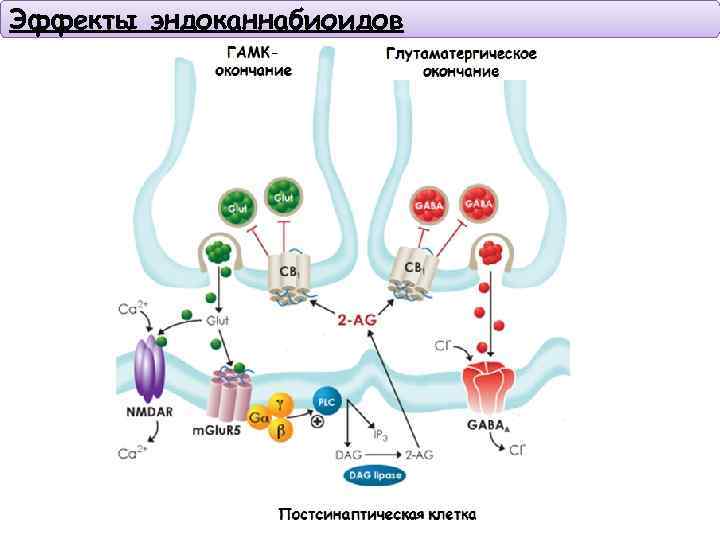 Эффекты эндоканнабиоидов 