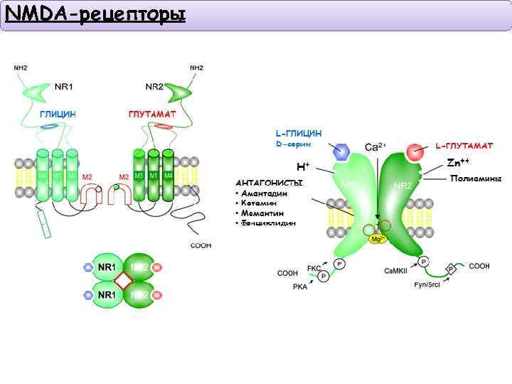 Nmda рецепторы это. Строение NMDA рецептора. НМДА Рецептор строение. NMDA рецепторы функция. NMDA рецепторы строение HD.