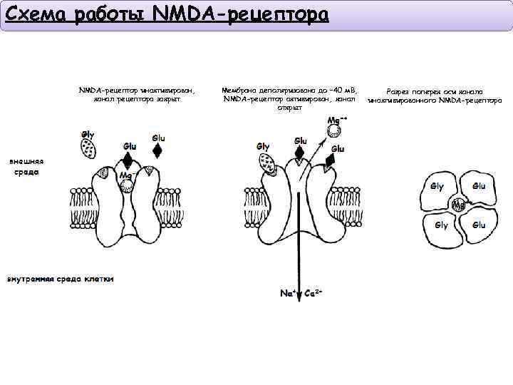 Схема работы NMDA-рецептора NMDA-рецептор инактивирован, канал рецептора закрыт Мембрана деполяризована до – 40 м.