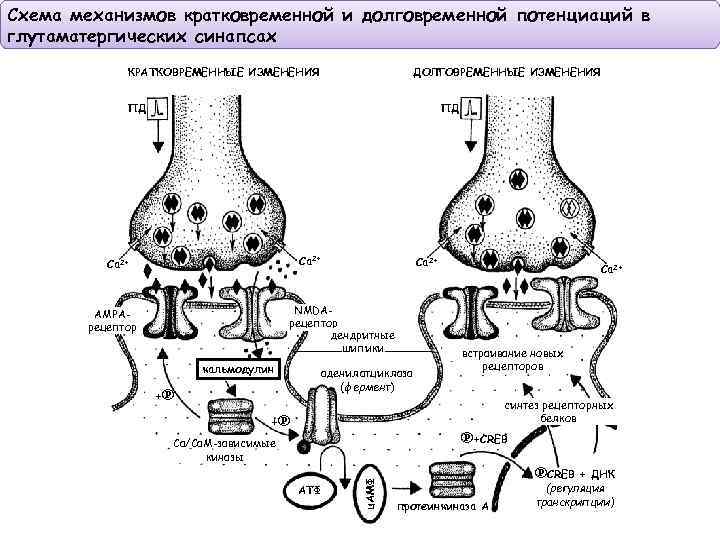 Схема механизмов кратковременной и долговременной потенциаций в глутаматергических синапсах КРАТКОВРЕМЕННЫЕ ИЗМЕНЕНИЯ ДОЛГОВРЕМЕННЫЕ ИЗМЕНЕНИЯ ПД