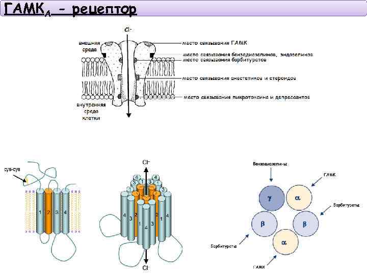 ГАМКА - рецептор 
