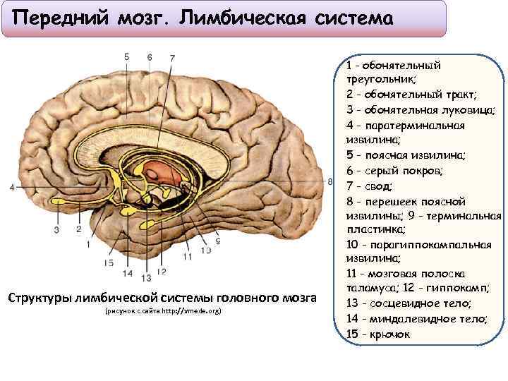 Лимбическая структура мозга. Структуры лимбической системы головного мозга. Лимбическая система головного мозга строение. Лимбическая система структуры отдел обонятельного мозга. Лимбическая система головного мозга рисунок.